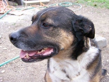 Side view head and neck shot - A black with tan and white German Shepherd/Border Collie mix breed dog is sitting outside and looking to the left with its mouth is open and tongue is out