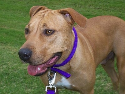 Close Up view from the front side - A tan with white Labrador/Pitbull mix is wearing a purple collar standing in grass and it is looking to the left. Its mouth is open and tongue is slightly out.
