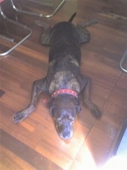 View from the top looking down - A black brindle large-breed, Mastiff/Staffy is laying out on a hardwood floor all spread out with its tongue sticking out.