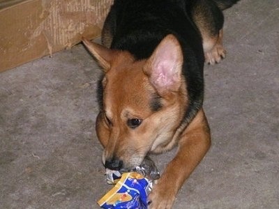 A black with tan mixed breed puppy is laying on a tan carpet and it is tearing apart a bag of corn chips.