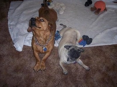 Frodo the Dachsweiler and Ladybug the Pug are laying next to each other on a blanket on a carpet. The carpet is covered in toys and the dogs are play bowing at the camera