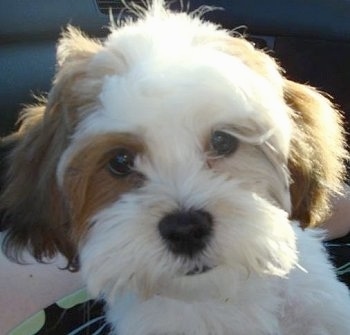 Shih+tzu+dog+pics