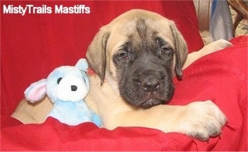 A tan with black English Mastiff puppy is laying in a red blanket with a blue with white plush toy bunny doll at its side.