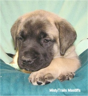 Close up head shot - A tan with black English Mastiff puppy is laying down on a green dog bed.
