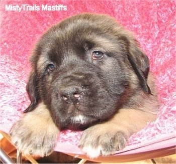 Close up head shot - A tan with black English Mastiff puppy is laying in a fuzzy pink chair.