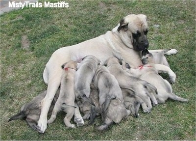 A tan with black English Mastiff is laying on its side in grass with a large litter of puppies who are nursing.