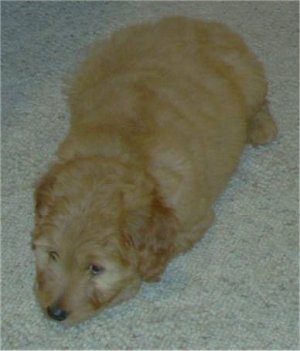 View from the top looking down - A sleepy-looking tan Miniature Goldendoodle is laying down on a tan carpet and looking forward.