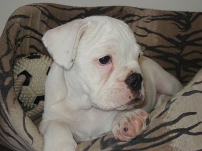 australian bulldog puppies