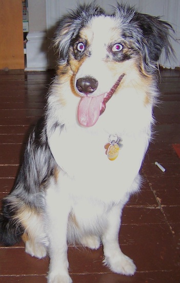 View from the front - A blue-eyed, merle white and grey with tan and black Miniature Australian Shepherd is sitting on a brick tiled floor looking happy with its tongue hanging out.