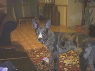 A perk-eared, merle mixed breed dog is standing on an red oriental rug in a living room and looking back. There is a brown leather couch and a coffee table to the left, a cactus plant to the right and a dog toy next to the dog's paw. The dog has large ears.