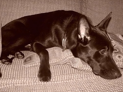 A black and white photo of a black German Sheprador laying on a couch.