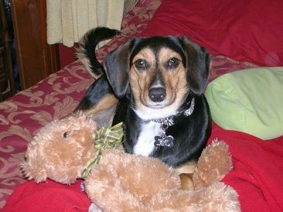 A tricolor black with tan and white Mountain Feist is laying on a human's red bed and there is a tan plush bear at its front paws.