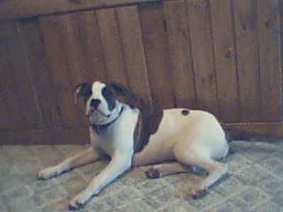 A white with brown Nebolish Mastiff is laying against a wood paneled wall looking forward.