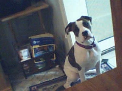 Front view - A white with brown Nebolish Mastiff is sitting on a rug next to a doorway looking forward. It has a symmetrical face.