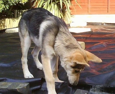 A black with white and grey Northern Inuit puppy is standing on and sniffing a black tarp. There is a red building and trees behind it.