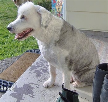 Side view - A shaved, grey with white Old English Sheepdog is sitting on a porch looking to the right. Its mouth is open and tongue is out.