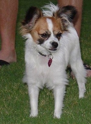 Front view - A white with red and black Papillon is standing in grass looking to the right. There is a person in sandels standing behind it.
