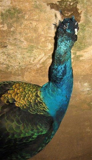 Back Of Peacock