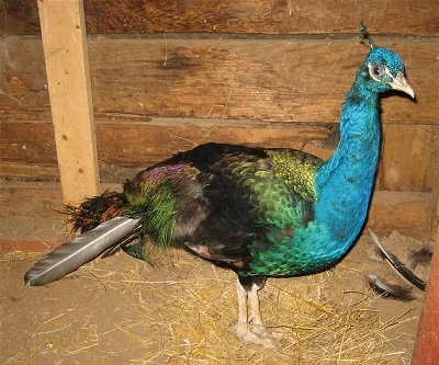 Close Up - A blue, green, yellow, purple and black peacock is standing on hay inside of a barn.