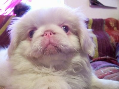 PEKINGESE Information and Pictures, PEKINGESEs, Peke, Pekes, Pek, Peks