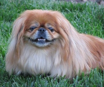 PEKINGESE Information and Pictures, PEKINGESEs, Peke, Pekes, Pek, Peks