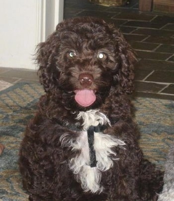 chocolate labradoodle. Brody, a Chocolate w/ white