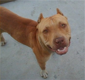 Tokey an American Pit Bull Terrier at 7 years old