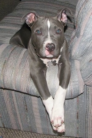 Tyson, the Pitbull puppy at 12 weeks old