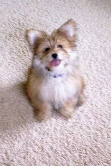 Front view from above looking down at the dog - A fluffy, longhaired, tan with white Pom-Coton is sitting on a carpet and it is looking up. Its mouth is open and tongue is out. It is looking up so that its ears are flipped up making it look perk-eared.