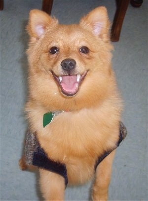 A fuzzy apricot Pomchi dog is standing on its hind legs on a carpet and it is wearing a vest.