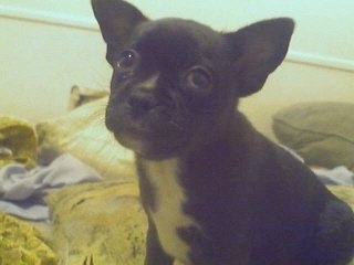 Close up front side view - A perk-eared, black with white Pomston puppy is sitting on a green pillow looking up and forward.