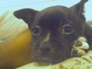 Close up head shot - A black with white Pomston puppy is laying down on a yellow couch looking forward.