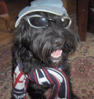 Close up front view - A black Portuguese Water Dog is sitting on a rug and it is looking to the right. Its mouth is open and it looks like it is smiling. It is wearing cool hats and scarfs.