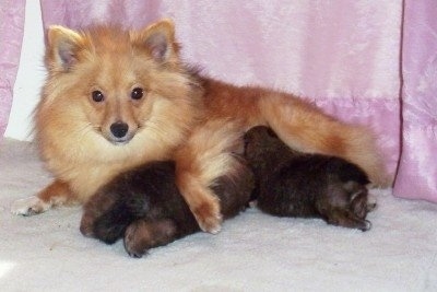 Side view - A perk-eared, tan with white Poshies is laying on a tan carpeted floor in front of pink curtains with her puppies under her.