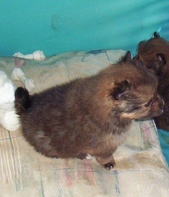 Close up right profile - A tan with black and white Poshies puppy is sitting on a pillow and it is looking to the right. Its littermate is next to it and there is a rawhide bone and a white teddy bear behind it.