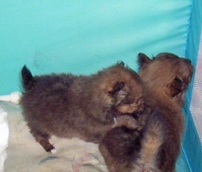 Two Poshie puppies - A puppy has its front paws on the back of another puppy that is looking up in the corner of a teal-blue pen.