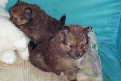 Close up - Two Poshies puppies are sitting next to each other on a tan pillow and a teal blue pen. There is a white teddy bear on the left that one of the puppies has its nose into.