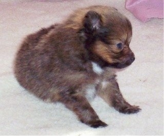 Front side view - a tan with black and white Poshies puppy sitting on a tan carpet looking down and to the right.