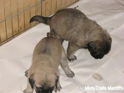 Two different puppies taking a poop