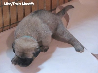 Toilet Training Puppies on The Pups Went From Their Sleeping Area To The Potty Area To Poop Pee