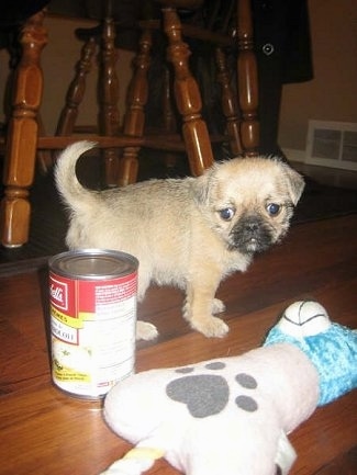 Pug+shih+tzu+mix+puppies+for+sale