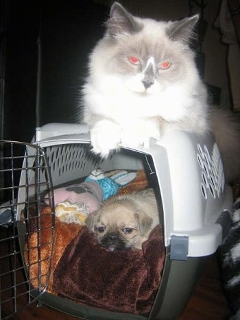 Jules, the Ragdoll Cat with Rubi the Pug-Zu hybrid (Pug / Shih