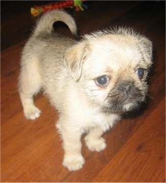 Front side view - A fuzzy-looking tan with black Pug-Zu puppy is standing on a hardwood floor looking to the right. Its tail is curled up over its back and its eyes are wide and round.