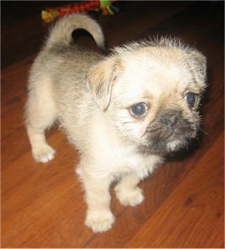  Puppies on Rubi  The Pug Zu Hybrid Puppy  Shih Tzu   Pug Mix  At 7 Weeks Old