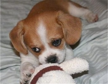 Close up front view - A red and white Puggle puppy is laying on a persons bed and it is chewing a white plush doll in front of it.