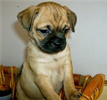 Close up front side view upper body shot - A tan with white Puggle puppy is standing against a wicker basket looking over the top. It has wrinkles on its head.