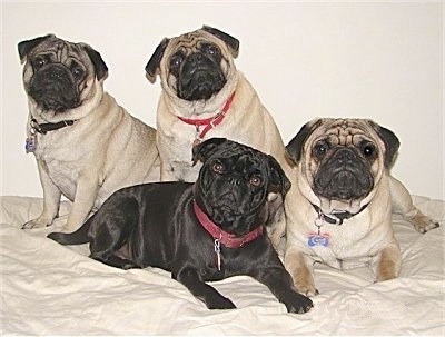 The image “http://www.dogbreedinfo.com/images19/Pugs4OnBedTanBlackDufferZoeFrankieMaggie.JPG” cannot be displayed, because it contains errors.