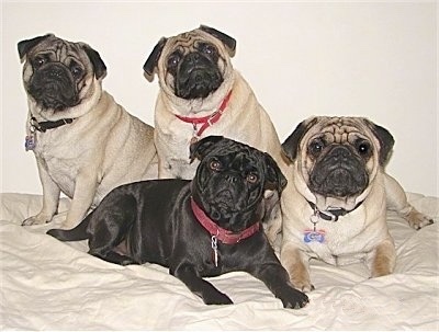 Pugs4OnBedTanBlackDufferZoeFrankieMaggie.JPG