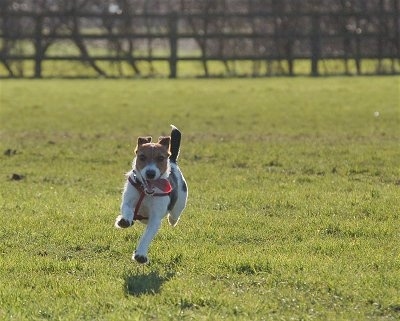 Molly, the Jack Russell Terrier at 1 year old