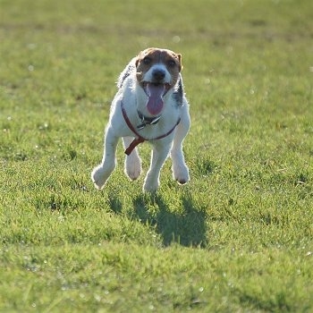 Molly the Jack Russell Terrier running with its tongue out, action shot